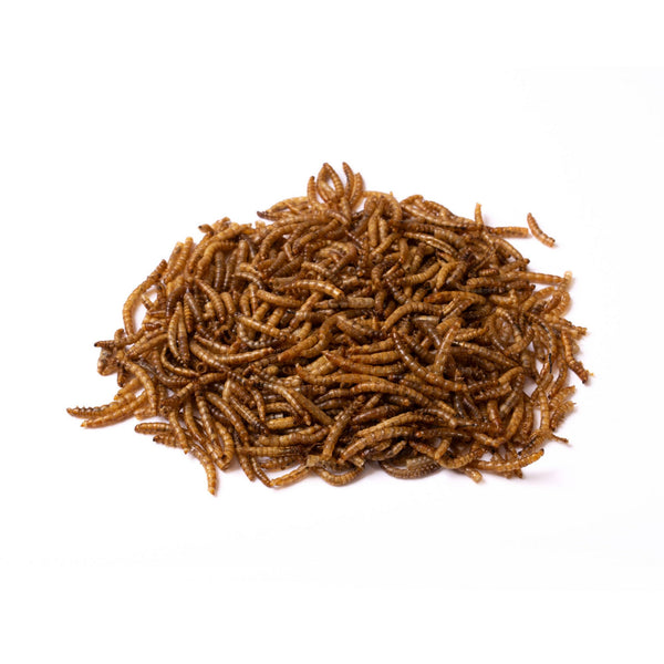 Mealworms.jpg